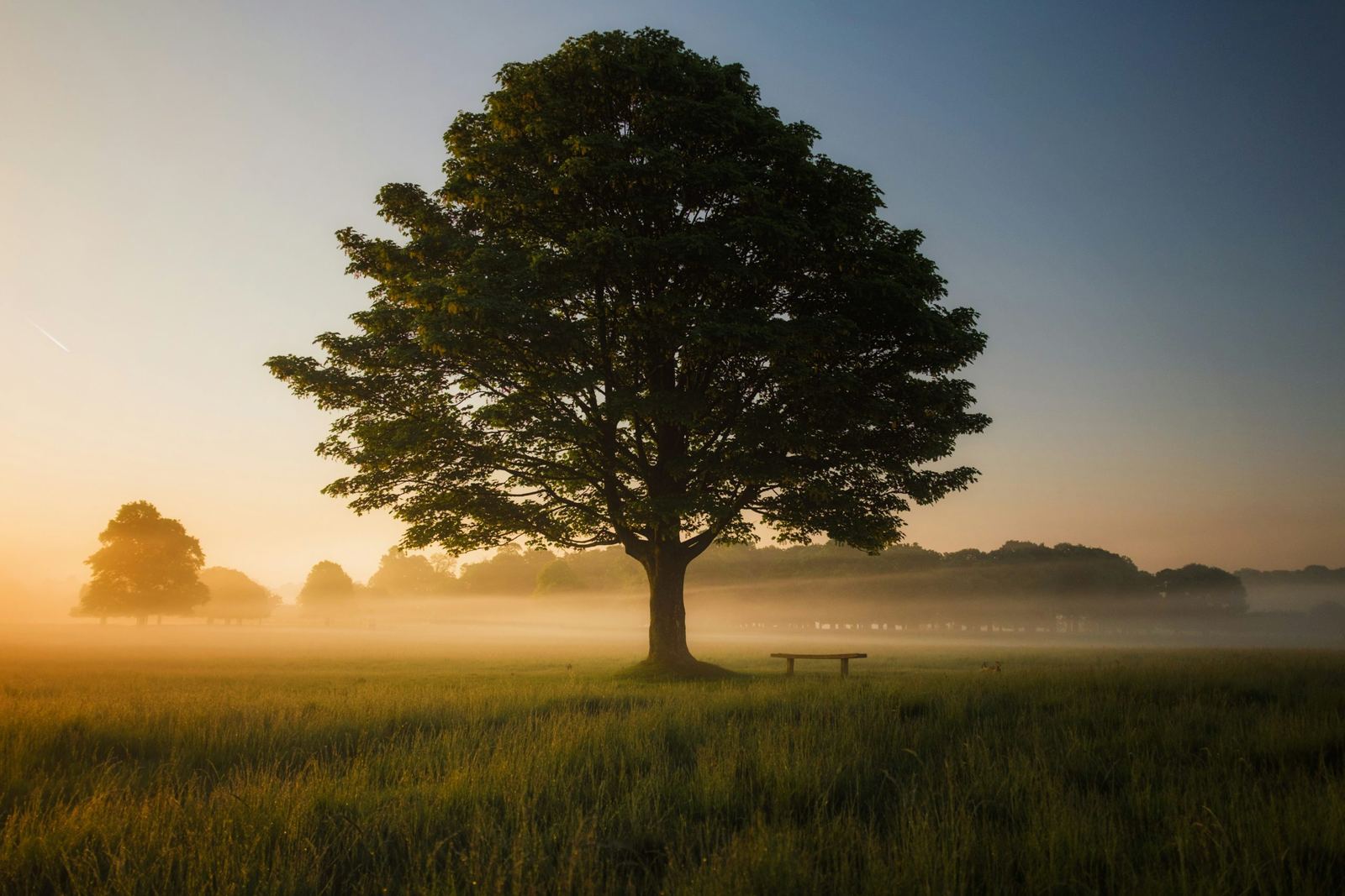 An image of a tree in a field with the sunrising and morning mist on the grass