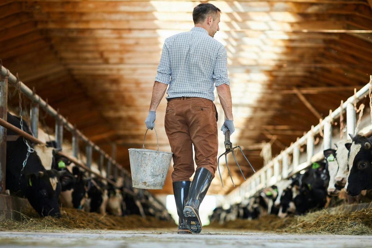 a man in farming attire walking in a cattle shed