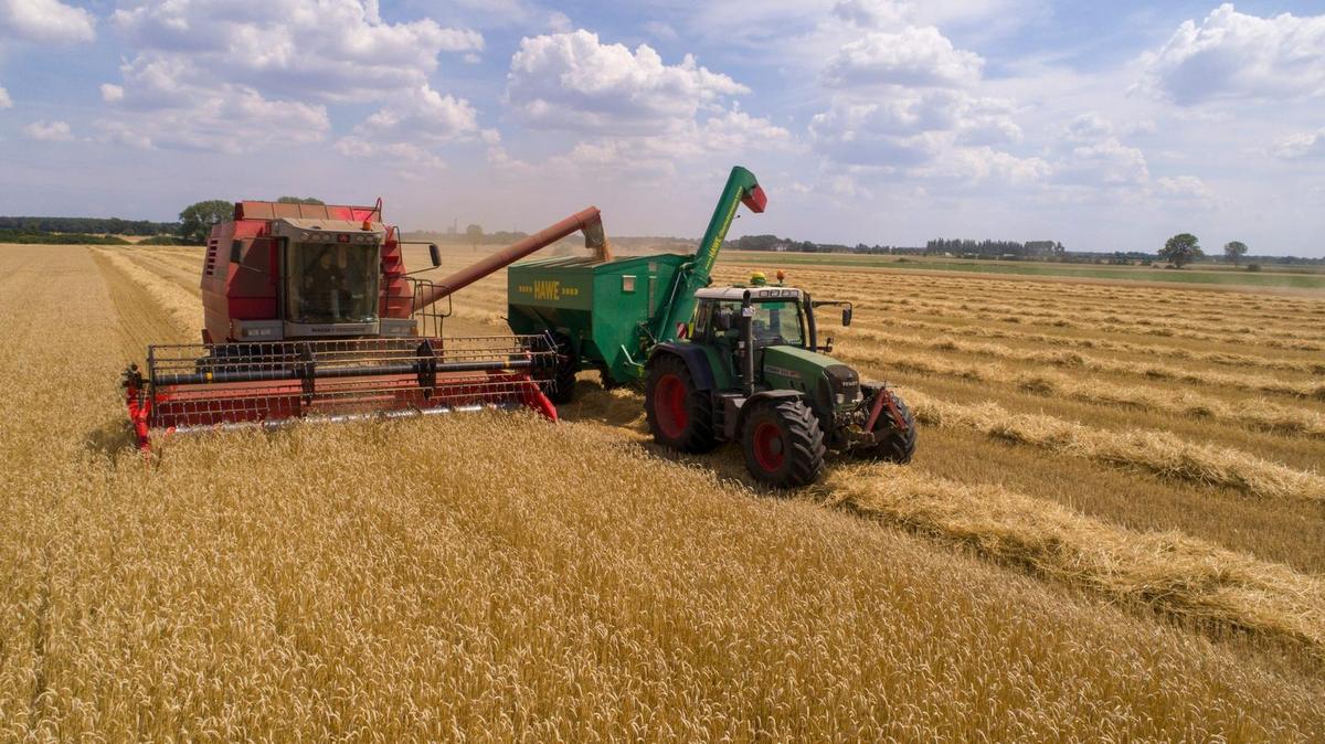a red combine harvester and green tractor harvesting a field