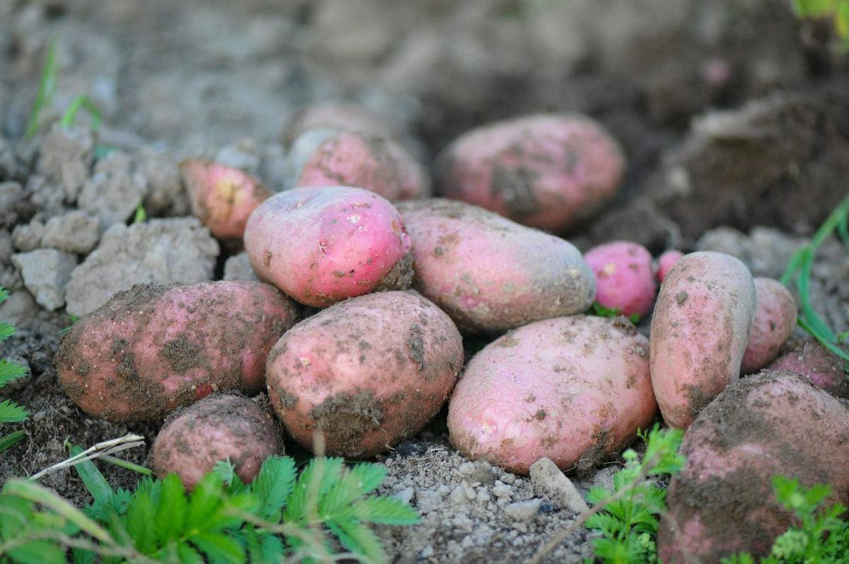 Red potatoes above ground covered in soil