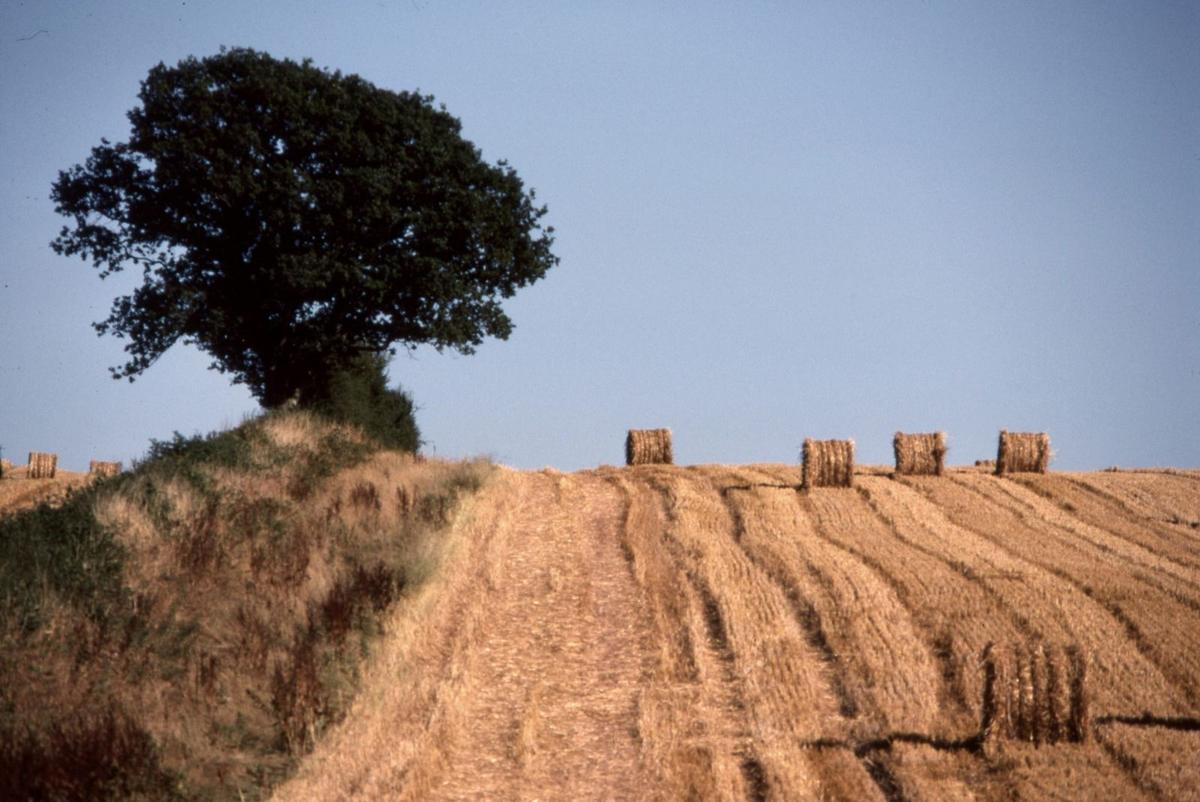 haybales in a ploughed field with a tree