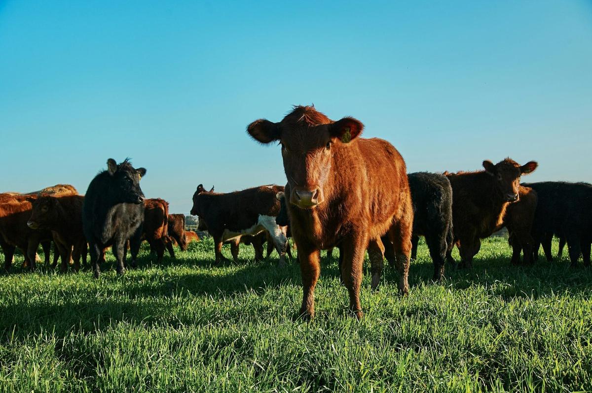 dairy cows in a field