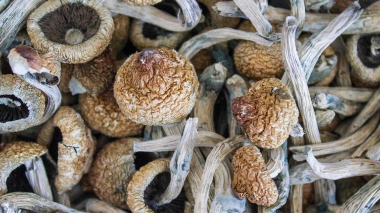 Cansford Labs Launches Test for Active Ingredient in Magic Mushrooms